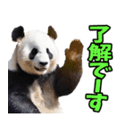 愛媛伊予弁☆パンダ（個別スタンプ：5）