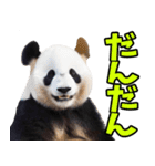 愛媛伊予弁☆パンダ（個別スタンプ：7）