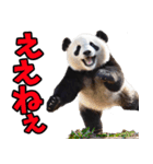 愛媛伊予弁☆パンダ（個別スタンプ：9）