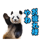 愛媛伊予弁☆パンダ（個別スタンプ：10）
