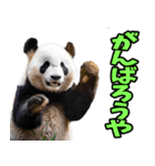 愛媛伊予弁☆パンダ（個別スタンプ：11）