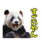 愛媛伊予弁☆パンダ（個別スタンプ：14）