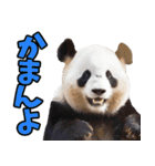 愛媛伊予弁☆パンダ（個別スタンプ：15）