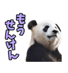 愛媛伊予弁☆パンダ（個別スタンプ：17）