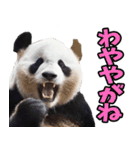 愛媛伊予弁☆パンダ（個別スタンプ：18）