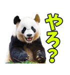 愛媛伊予弁☆パンダ（個別スタンプ：20）