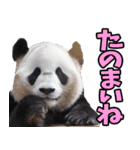 愛媛伊予弁☆パンダ（個別スタンプ：23）