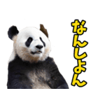 愛媛伊予弁☆パンダ（個別スタンプ：24）