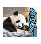 愛媛伊予弁☆パンダ（個別スタンプ：25）