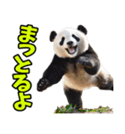 愛媛伊予弁☆パンダ（個別スタンプ：27）