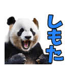 愛媛伊予弁☆パンダ（個別スタンプ：28）