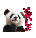 愛媛伊予弁☆パンダ（個別スタンプ：29）