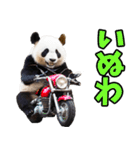 愛媛伊予弁☆パンダ（個別スタンプ：31）