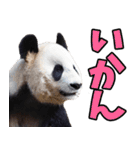 愛媛伊予弁☆パンダ（個別スタンプ：32）