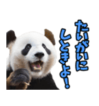 愛媛伊予弁☆パンダ（個別スタンプ：33）