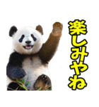 愛媛伊予弁☆パンダ（個別スタンプ：34）