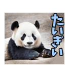 愛媛伊予弁☆パンダ（個別スタンプ：36）