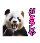 愛媛伊予弁☆パンダ（個別スタンプ：39）