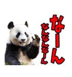 富山弁☆パンダ（個別スタンプ：1）