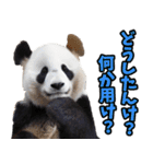 富山弁☆パンダ（個別スタンプ：3）