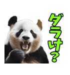 富山弁☆パンダ（個別スタンプ：4）