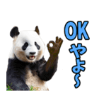富山弁☆パンダ（個別スタンプ：8）
