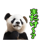 富山弁☆パンダ（個別スタンプ：9）
