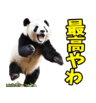富山弁☆パンダ（個別スタンプ：12）