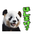 富山弁☆パンダ（個別スタンプ：14）