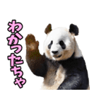 富山弁☆パンダ（個別スタンプ：15）