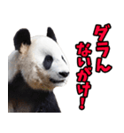 富山弁☆パンダ（個別スタンプ：16）