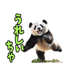 富山弁☆パンダ（個別スタンプ：19）