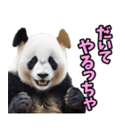 富山弁☆パンダ（個別スタンプ：21）