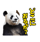 富山弁☆パンダ（個別スタンプ：22）