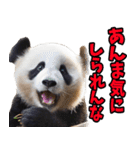 富山弁☆パンダ（個別スタンプ：23）