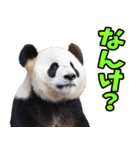 富山弁☆パンダ（個別スタンプ：25）