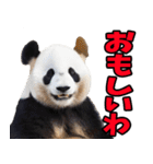富山弁☆パンダ（個別スタンプ：27）
