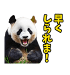 富山弁☆パンダ（個別スタンプ：28）