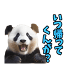 富山弁☆パンダ（個別スタンプ：29）