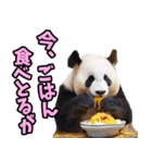 富山弁☆パンダ（個別スタンプ：31）