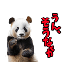 富山弁☆パンダ（個別スタンプ：32）