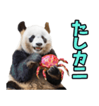 富山弁☆パンダ（個別スタンプ：34）