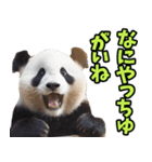 富山弁☆パンダ（個別スタンプ：37）