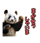富山弁☆パンダ（個別スタンプ：38）