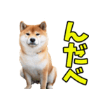 宮城仙台弁☆柴犬（個別スタンプ：2）