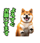 宮城仙台弁☆柴犬（個別スタンプ：4）