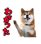 宮城仙台弁☆柴犬（個別スタンプ：6）