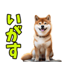 宮城仙台弁☆柴犬（個別スタンプ：7）