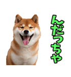 宮城仙台弁☆柴犬（個別スタンプ：9）