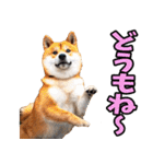 宮城仙台弁☆柴犬（個別スタンプ：10）